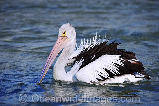 Australian Pelican resting photo Australian Pelican resting photo