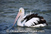 Australian Pelican resting Photo - Gary Bell
