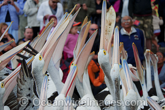 Australian Pelicans photo Australian Pelicans photo