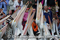 Australian Pelicans Photo - Gary Bell