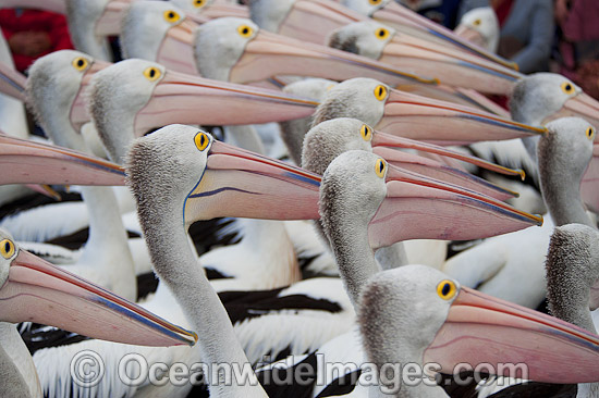 Australian Pelicans photo Australian Pelicans photo