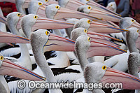 Australian Pelicans Photo - Gary Bell