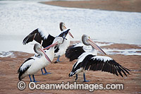 Australian Pelican on estuary Photo - Gary Bell