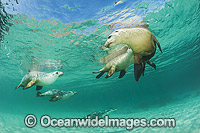 Australian Sea Lion swimming Photo - Gary Bell