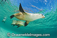 Australian Sea Lion Photo - Gary Bell