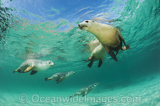 Australian Sea Lion swimming photo