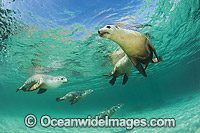 Australian Sea Lion swimming Photo - Gary Bell