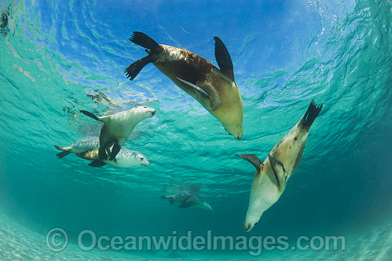Australian Sea Lion swimming photo Australian Sea Lion swimming photo