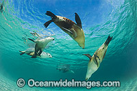 Australian Sea Lion swimming Photo - Gary Bell