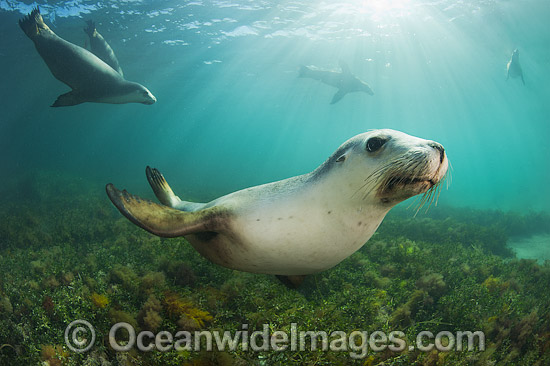 Australian Sea Lion photo
