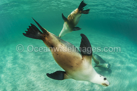 Australian Sea Lion swimming photo