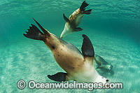 Australian Sea Lion swimming Photo - Gary Bell
