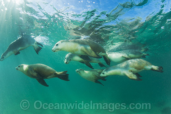 Australian Sea Lion swimming photo Australian Sea Lion swimming photo