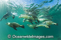 Australian Sea Lion swimming Photo - Gary Bell