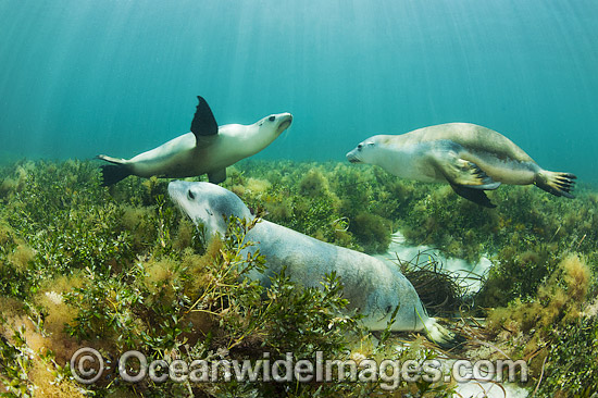 Australian Sea Lion swimming photo Australian Sea Lion swimming photo