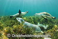 Australian Sea Lion swimming Photo - Gary Bell
