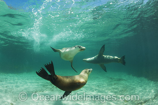 Australian Sea Lion swimming photo Australian Sea Lion swimming photo