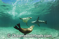 Australian Sea Lion swimming Photo - Gary Bell