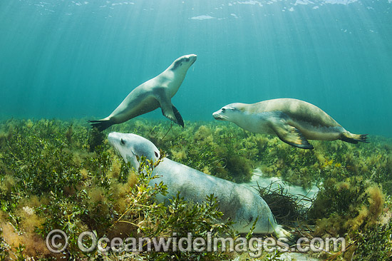 Australian Sea Lion photo Australian Sea Lion photo