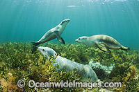 Australian Sea Lion Photo - Gary Bell