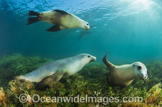 Australian Sea Lion swimming photo Australian Sea Lion swimming photo