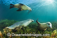 Australian Sea Lion swimming Photo - Gary Bell