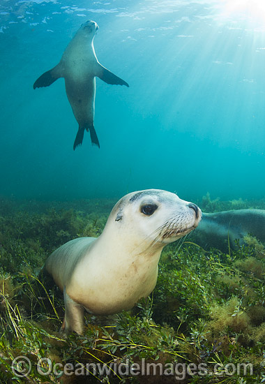 Australian Sea Lion swimming photo Australian Sea Lion swimming photo