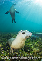 Australian Sea Lion swimming Photo - Gary Bell
