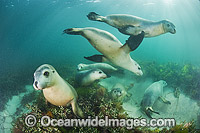 Australian Sea Lion swimming Photo - Gary Bell