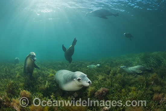 Australian Sea Lion photo Australian Sea Lion photo
