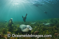 Australian Sea Lion Photo - Gary Bell