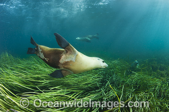 Australian Sea Lion swimming photo Australian Sea Lion swimming photo