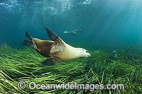 Australian Sea Lion swimming Photo - Gary Bell