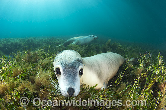 Australian Sea Lion swimming photo Australian Sea Lion swimming photo