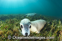 Australian Sea Lion swimming Photo - Gary Bell
