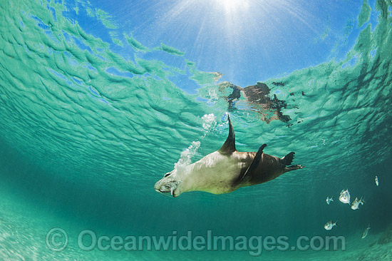 Australian Sea Lion swimming photo Australian Sea Lion swimming photo
