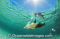 Australian Sea Lion swimming Photo - Gary Bell