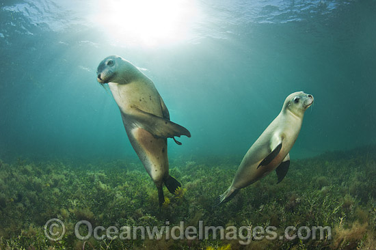 Australian Sea Lion photo Australian Sea Lion photo