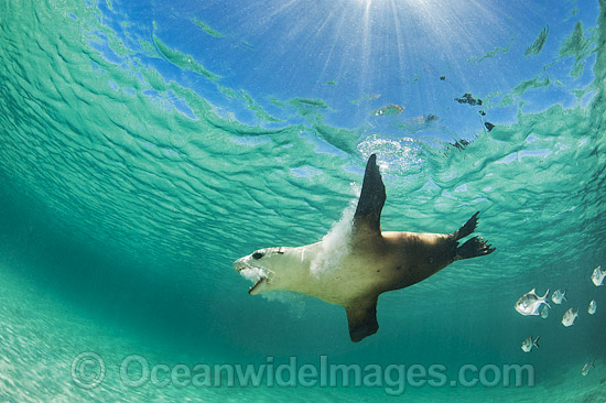 Australian Sea Lion swimming photo Australian Sea Lion swimming photo