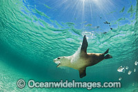 Australian Sea Lion swimming Photo - Gary Bell