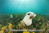 Australian Sea Lion swimming Photo - Gary Bell