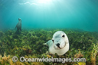 Australian Sea Lion swimming Photo - Gary Bell