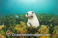 Australian Sea Lion Photo - Gary Bell