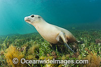 Australian Sea Lion swimming Photo - Gary Bell