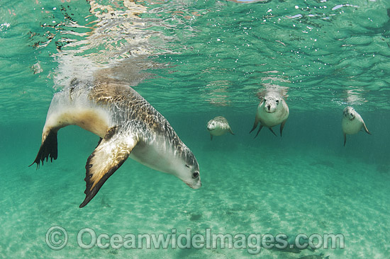 Australian Sea Lion swimming photo Australian Sea Lion swimming photo