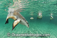Australian Sea Lion swimming Photo - Gary Bell