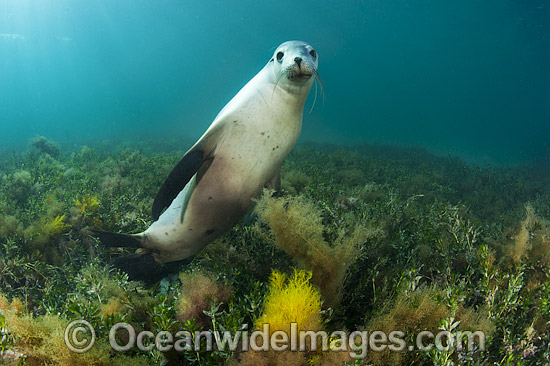 Australian Sea Lion swimming photo Australian Sea Lion swimming photo