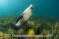 Australian Sea Lion swimming Photo - Gary Bell