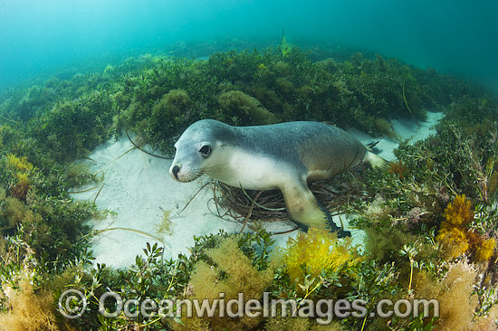 Australian Sea Lion photo Australian Sea Lion photo