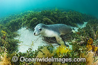 Australian Sea Lion Photo - Gary Bell